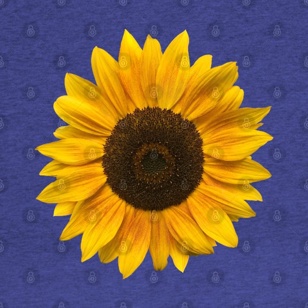 Sunflower (Flower / Blossom / Sun) by MrFaulbaum